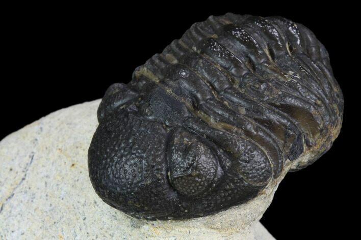 Morocops Trilobite - Visible Eye Facets #120080